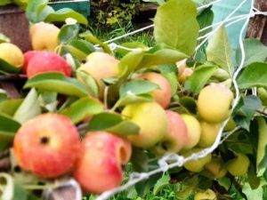 Август. В городе на вечной мерзлоте поспели яблоки