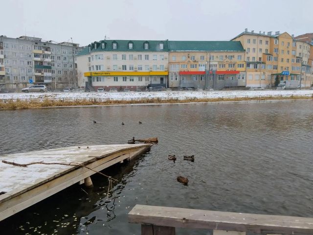 Срочно нужна помощь волонтеров для спасения уток в Якутске