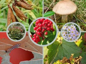 Завершен второй сезон сетевого проекта "Научное лето онлайн 2021"