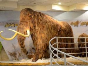 СВФУ презентует на ВЭФ проект создания научного центра палеогенетики для клонирования мамонтов