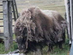 В Булунском районе бродит одинокий овцебык