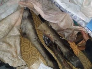 Житель Среднеколымского улуса подозревается в незаконном отстреле двух лосей