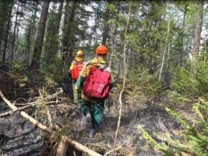 В Якутии полыхают 77 лесных пожаров
