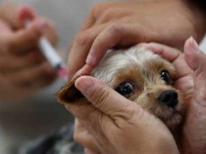 В Якутске в округах будут проводить бесплатную вакцинацию против бешенства