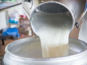 В Якутии назвали лидеров по заготовке молока