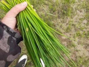 Где якутяне собирают зеленый лук