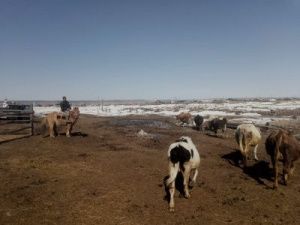 В Хангаласском улусе завершается отгон лошадей с островных и пойменных участков