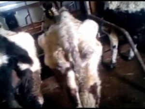 Минсельхоз Якутии заменит руководство фермы «Бытантай», где коров довели до истощения