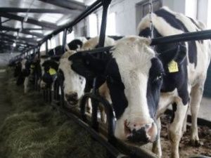 Как развивается агропромышленный комплекс г. Якутска?