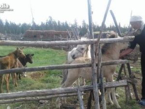 Лосенок Бээчэ ждет решения авиакомпании