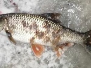Минэкологии Якутии: ученые проверят рыбу с язвами