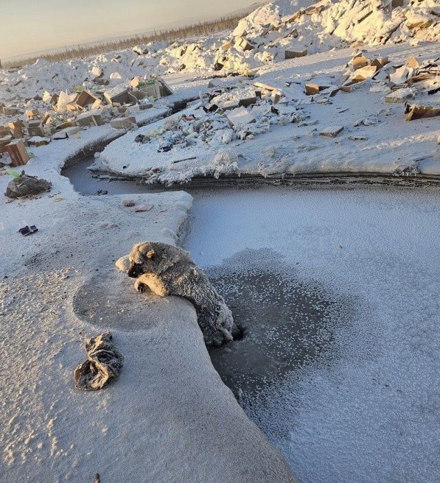 В Якутии пожарные спасли собаку из ледяного плена