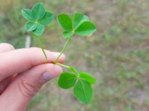 Какие выплаты положены на первого ребенка — минтруда Якутии уточнило