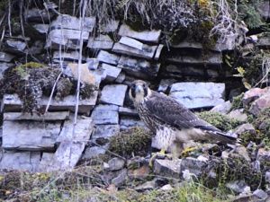Погода в республике и Якутске 7 августа