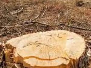 Житель Кобяйского улуса обвинен в незаконной рубке леса в крупном размере