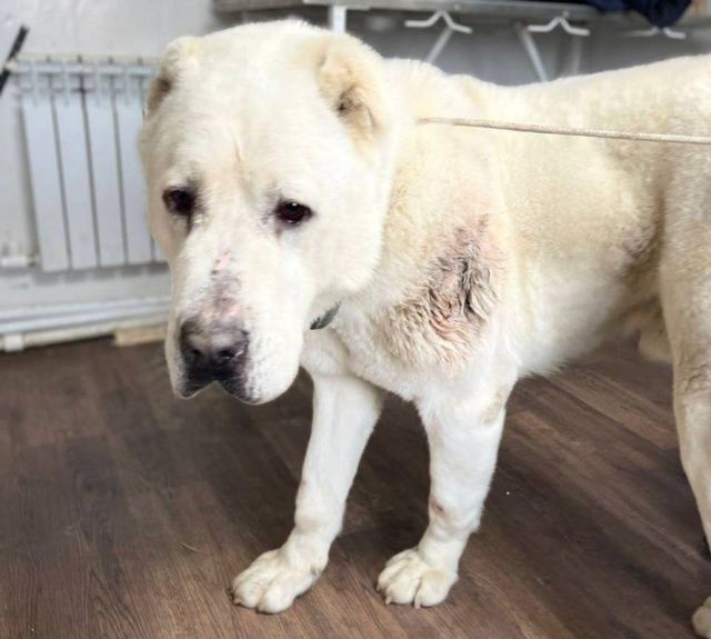 Алабая, чуть не снявшего скальп с женщины в «Үрдэле», поместили в «одиночную камеру»