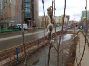 Вербное воскресенье: как правильно провести весенний праздник