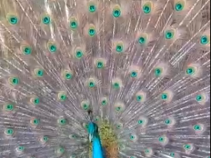 Семья Уваровских из Немюгюнцев разводит якутских павлинов