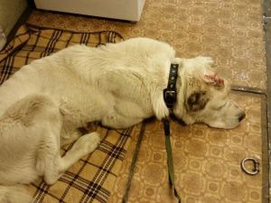 В пригороде Якутска неизвестные застрелили спасенную собаку волонтера-зоозащитника (Фото 18+)