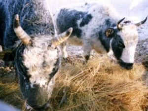 Закон о праве регионов вести экспертизу племенной продукции не принес ничего нового Якутии