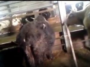 В соцсетях рассылается видео с голодными якутскими коровами