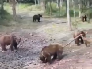 В Якутии толпа медведей попрошайничает у транспорта с людьми