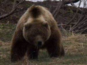 В Ленском районе медведи напали на людей. Есть пострадавший