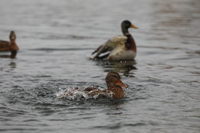 До открытия сезона охоты на уток осталось 53 дня