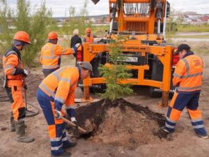 В Парке Победы в Якутске началась основная высадка крупномеров