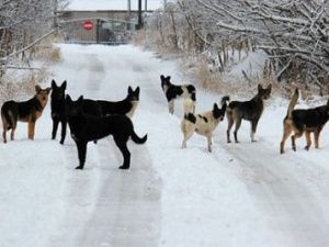 Решение собачьего вопроса в Якутске планируют передать общественникам