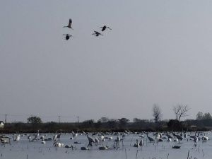 Якутская делегация поехала в Китай для наблюдения за зимовкой стерхов