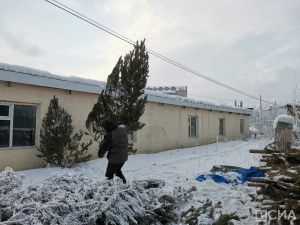 «Пышные или миниатюрные»: в Якутске началась продажа живых елей и сосен к Новому году