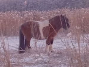 В Усть-Алданском районе Якутии стая волков угрожает лошадям