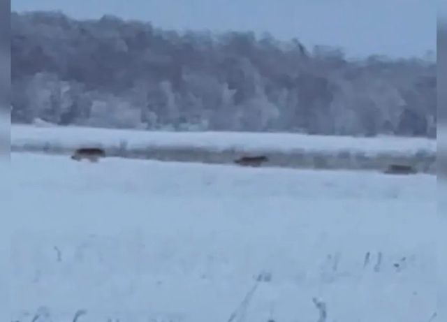 Минэкологии Якутии: на Зеленом лугу бегали не волки, а бездомные собаки