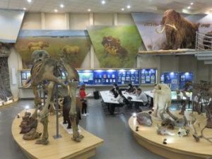 В Якутии летом пройдет Международный мамонтовый форум