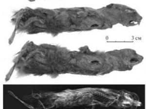 Ученые описали мумию лемминга возрастом более 40 тысяч лет, найденную в Якутии