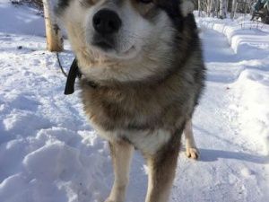 У Спикера Ил Тумэн умерла любимая собака