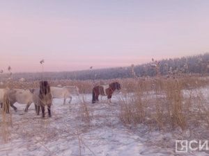 В Усть-Алданском районе Якутии стая волков угрожает лошадям