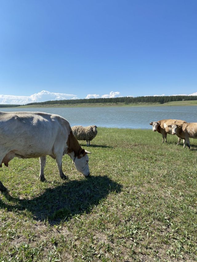 Восемь проектов из Чурапчинского улуса допущены к защите на конкурс "Агростартап"