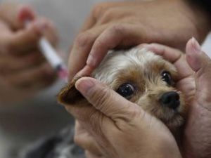 В Якутске бесплатно вакцинируют домашних животных от бешенства