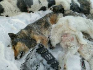 «Кладбище» домашних животных шокировало жителей Якутии