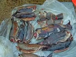 В Якутии мужчина ответит в суде за браконьерство