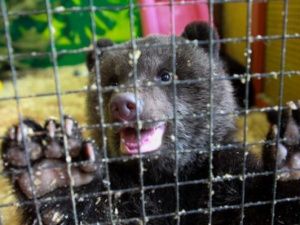 Осиротевшего медвежонка Машу планируют в будущем вернуть в тайгу, а не в зоопарк