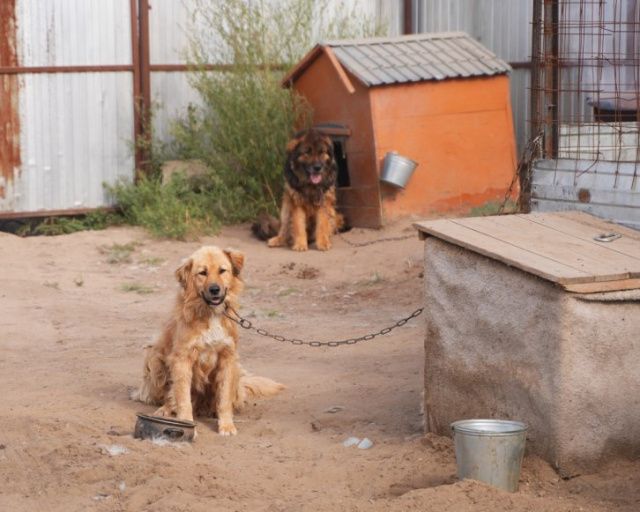 2 млн рублей изыскали на содержание собак в приюте Якутска