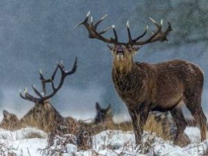 В Якутии полицейские задержали браконьера, незаконно добывшего благородного оленя