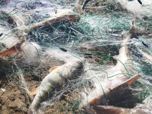 До двух лет лишения свободы грозит иностранцу за вылов осетра в Якутии