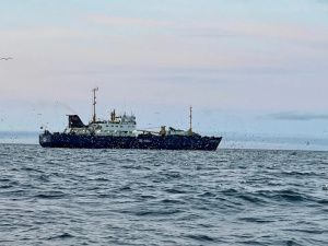 Якутские мореплаватели запечатлели гигантский «птичий базар» на Чукотке