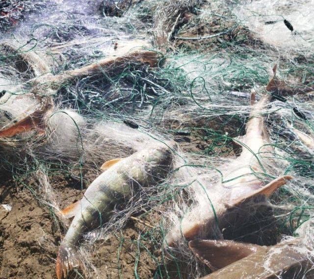 До двух лет лишения свободы грозит иностранцу за вылов осетра в Якутии