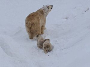 В Якутии объявлен конкурс на выбор имён для родившихся в зоопарке «Орто Дойду» медвежат
