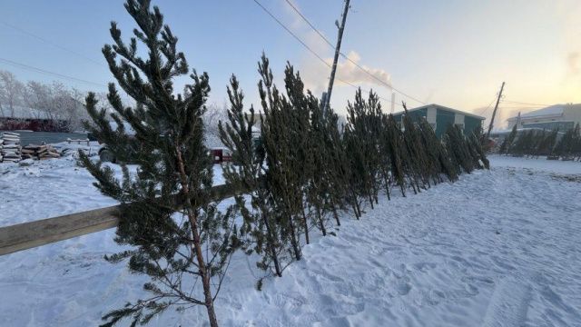 Продажа живых елок в Якутске начнется в субботу